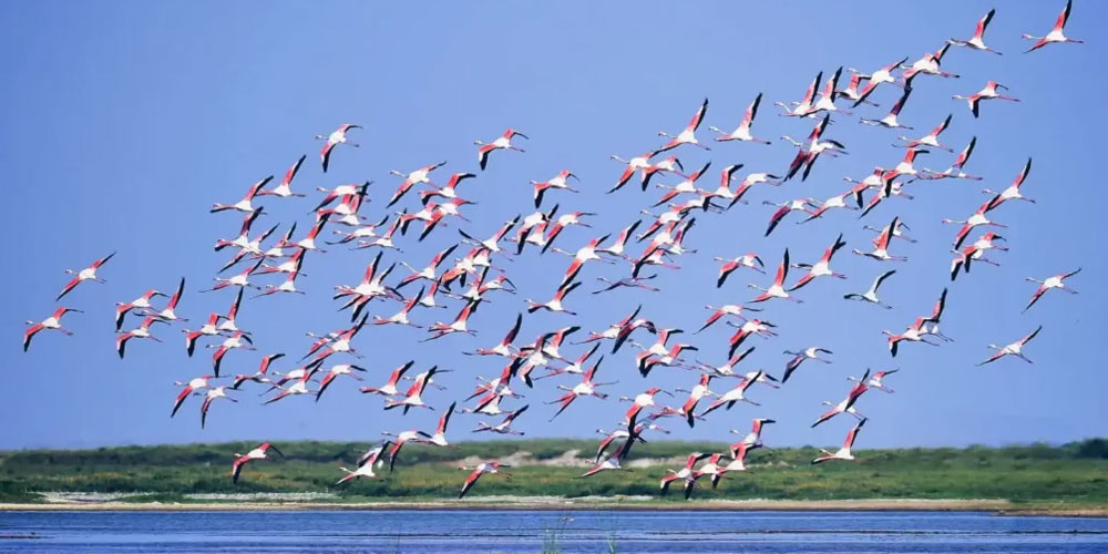 Top Wildlife Destinations in Odisha: Explore Nature's Untamed Beauty