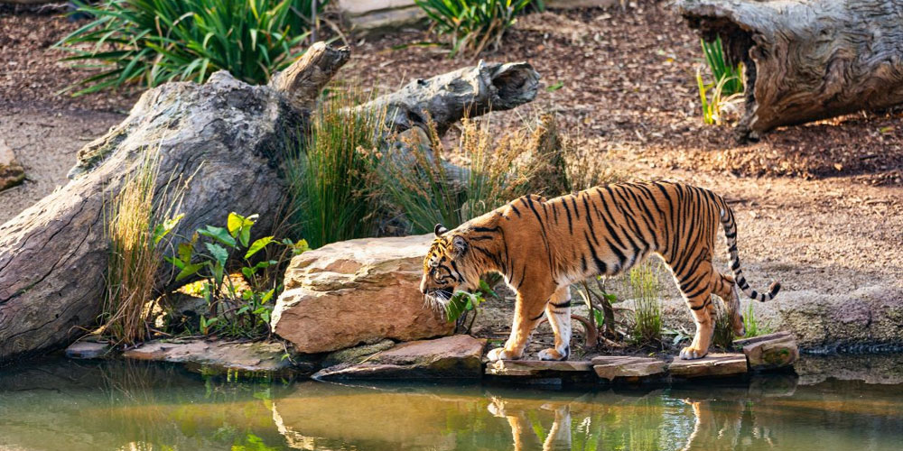 Discover the Hidden Gems of Odisha Tours: An Unforgettable Journey Awaits