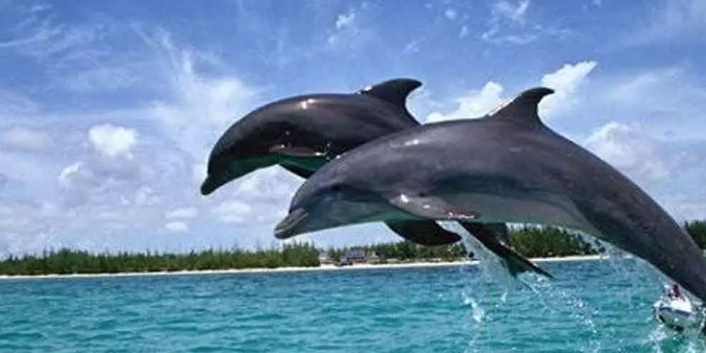 Odisha Tour Packages for Family, Couples, and Solo Travelers - Book Now