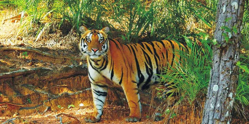 Top 10 Wildlife Destinations in Odisha for Thrilling Safaris and Nature Escapes by Holiday Hopp
