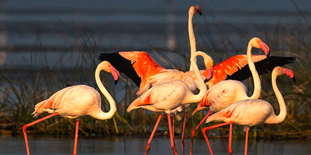Unforgettable Travel Experiences with Best-Guided Odisha Tours for Every Explorer