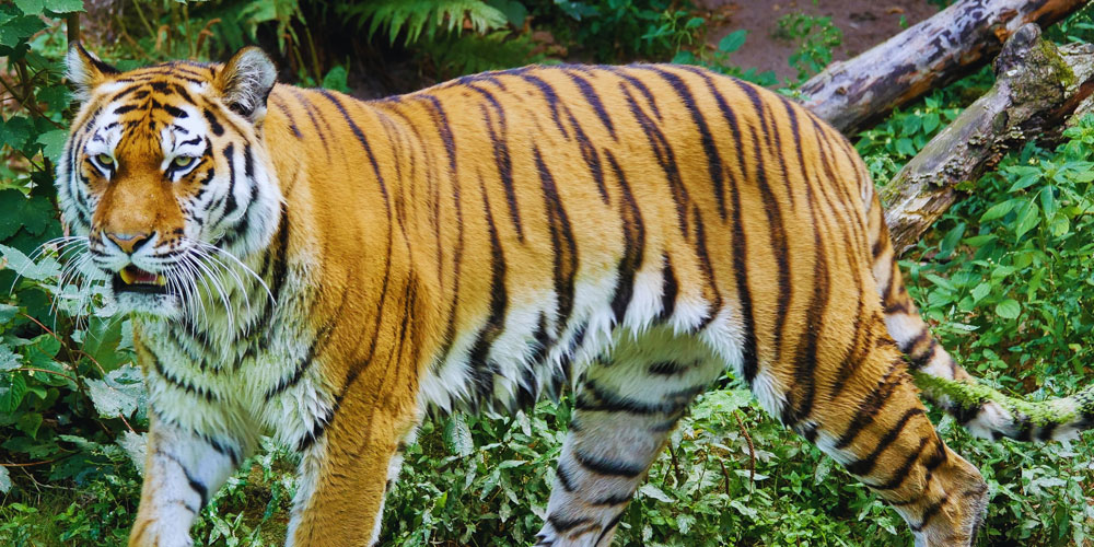 Wildlife Tour of Odisha: Unforgettable Adventures in Nature’s Lap